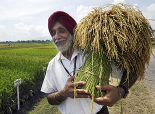 A scientists holds up a stalk of paddy (Image: AFP/Getty Images)